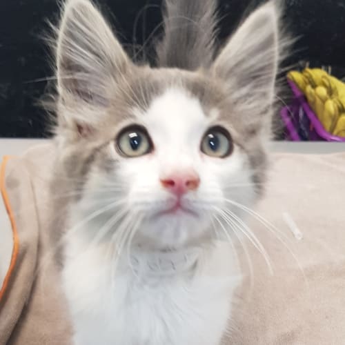 Gilbert