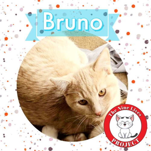 Bruno *9 Lives Project Rescue*