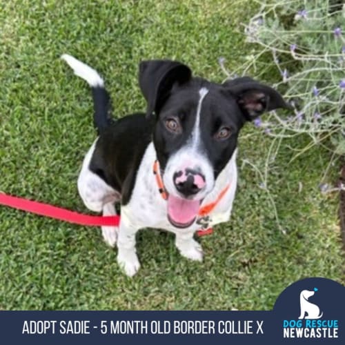 Sadie - 5 Month Old Border Collie X (Trial)