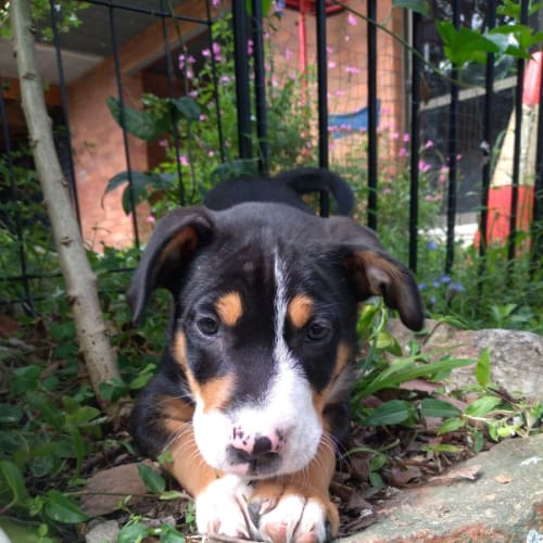 Chuck - 8 Week Old Mixed Breed (Trial)