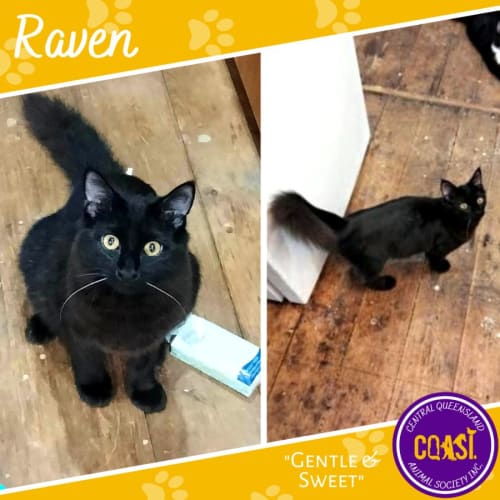 Raven