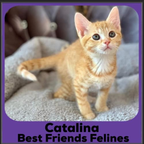 Catalina