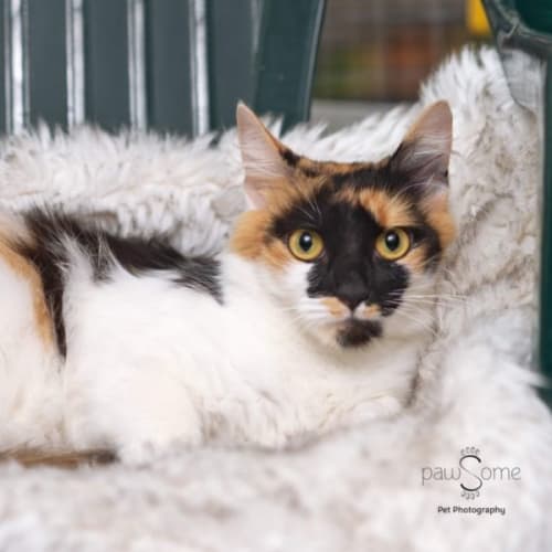 Gucci **2nd Chance Cat Rescue**