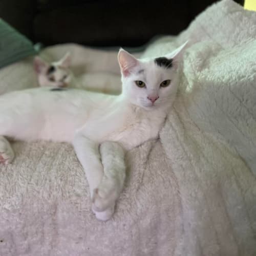 Bud **2nd Chance Cat Rescue**