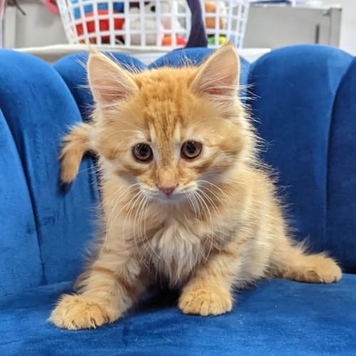 Edmond