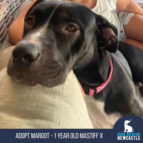 Margot - 1 Year Old Mastiff X (Trial)