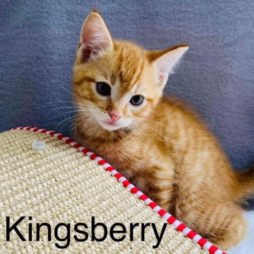 Kingsberry