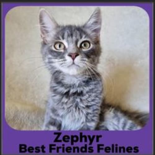 Zephyr 