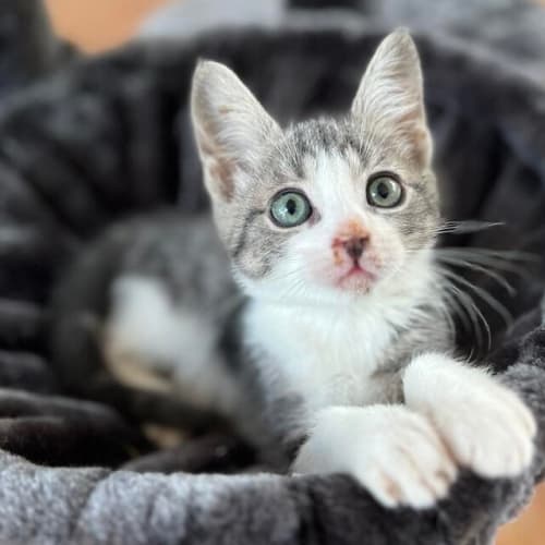 mochi