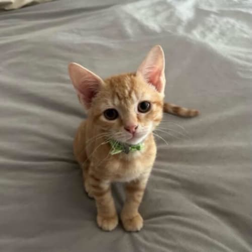 Finn