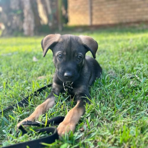 Kuzco