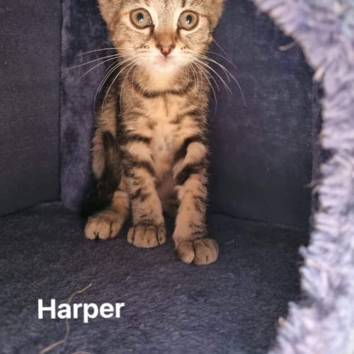 Harper