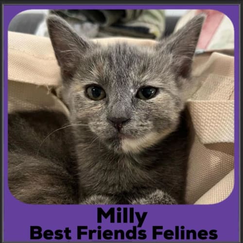 Milly
