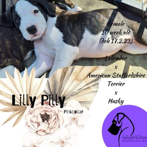 Lilly Pilly (Pink Collar)