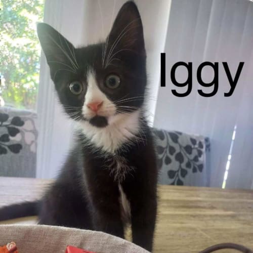 Iggy