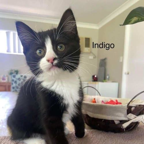 Indigo