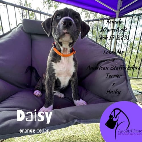 Daisy (Orange Collar)