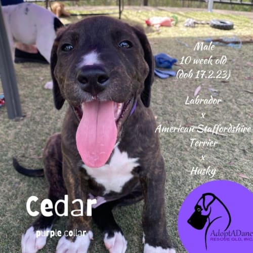 Cedar (Purple Collar)