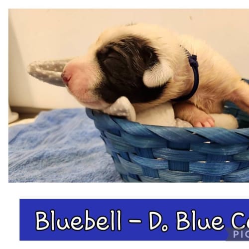 Bluebell (Dark Blue Collar)