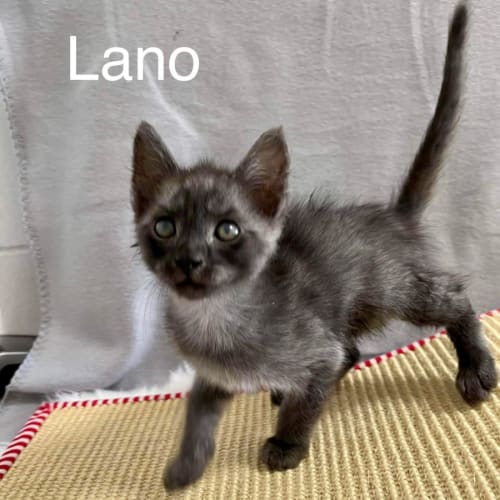 Lano