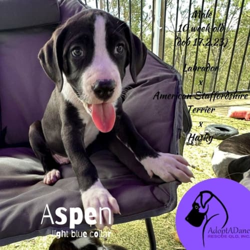 Aspen (Light Blue Collar)