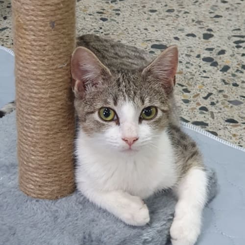 Bella