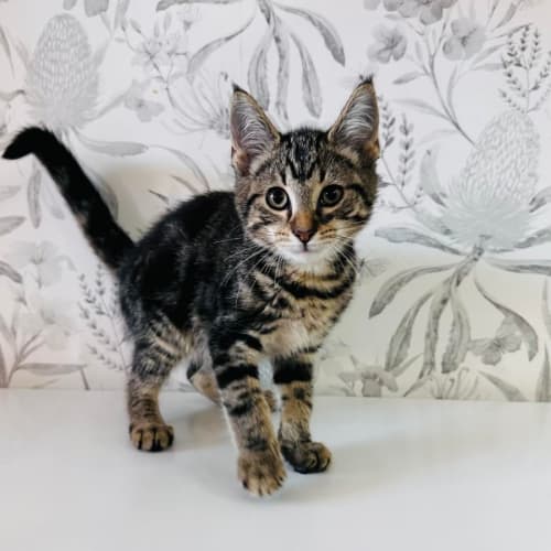 Dylan - Located in Preston