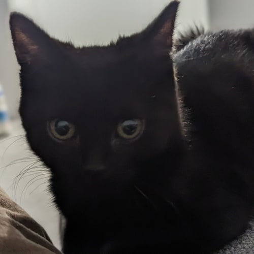 Sirius