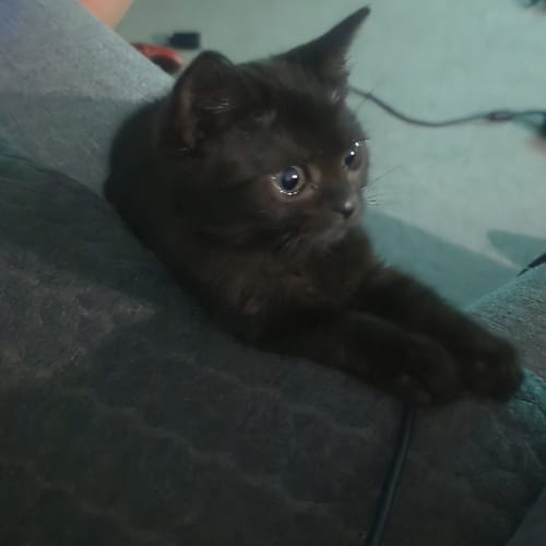 Bobby