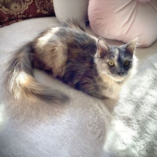Minky