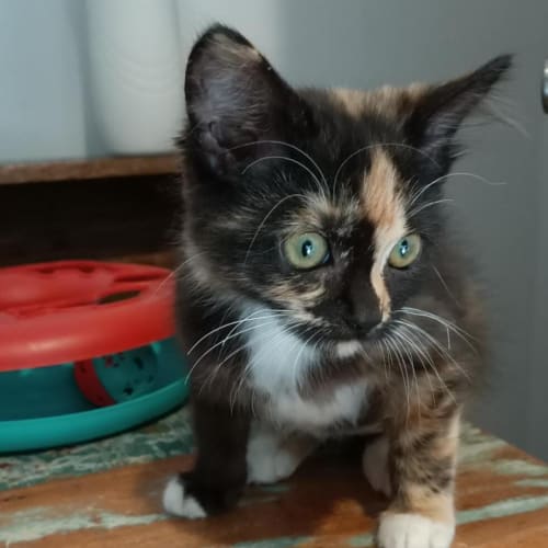 Myrtle