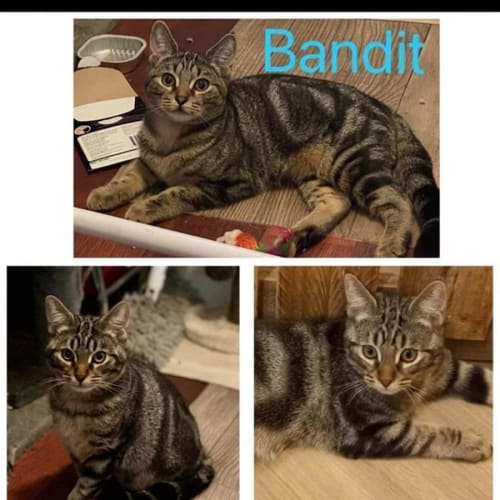 Bandit