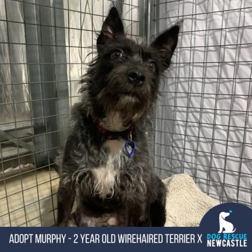 Murphy - 2 Year Old Wirehaired Terrier X