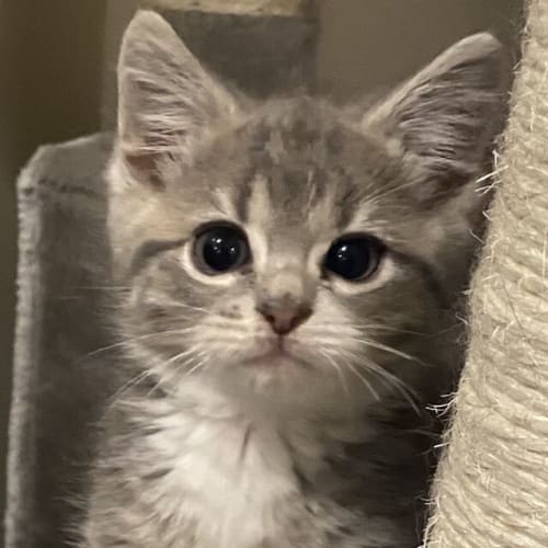 Binx