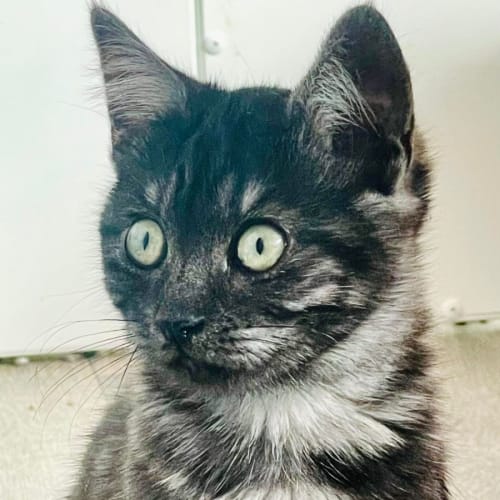 Denzel -Located in Preston