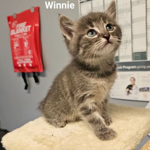 Kittens Kittens Kittens