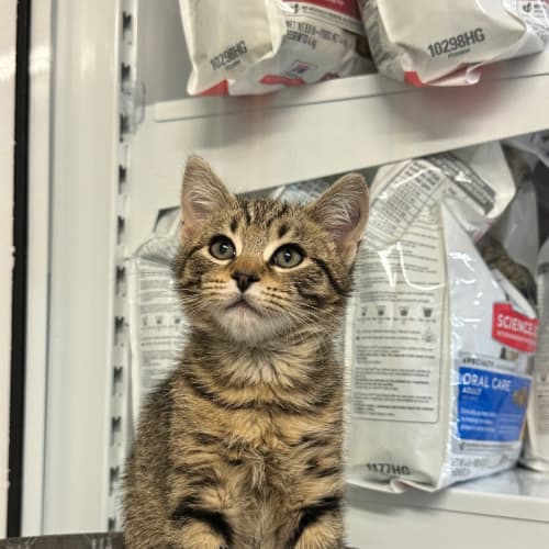 Cadbury