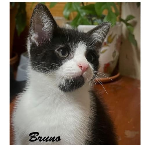Bruno - Ulverstone Day