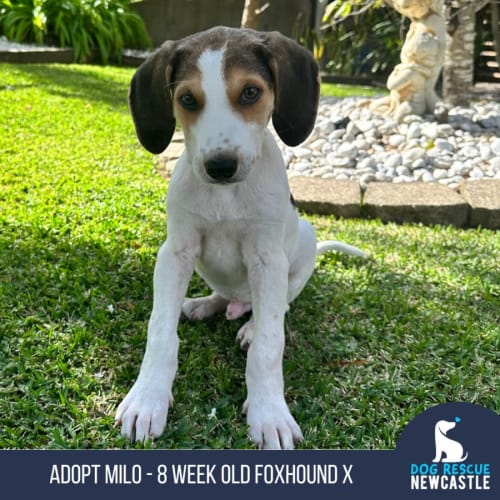 Milo - 8 Week Old Foxhound X (On Trial 7/6/23)