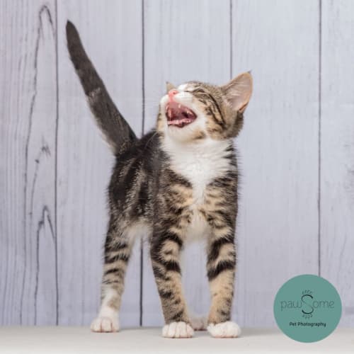 Fernando ** 2nd Chance Cat Rescue**