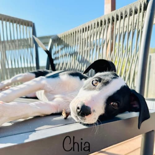 Chia