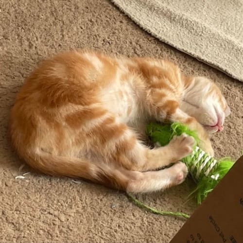 Baby Bear ** 2nd Chance Cat Rescue**