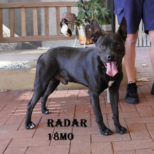 Radar
