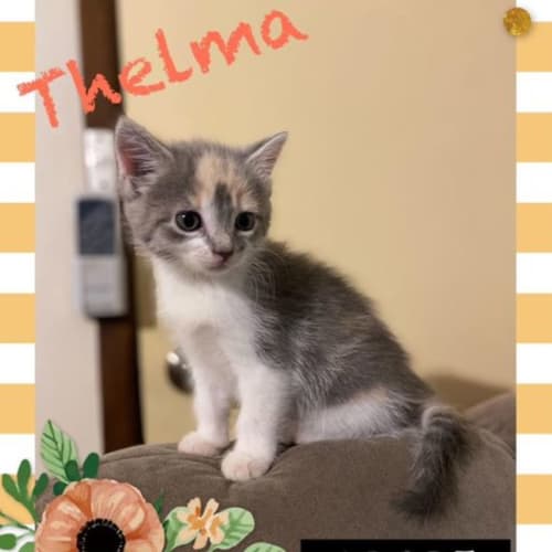 Thelma