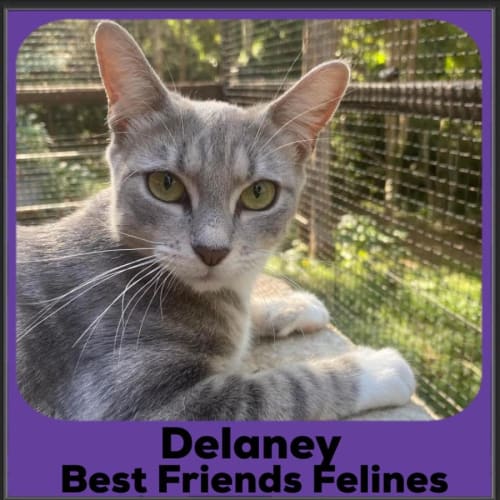 Delaney