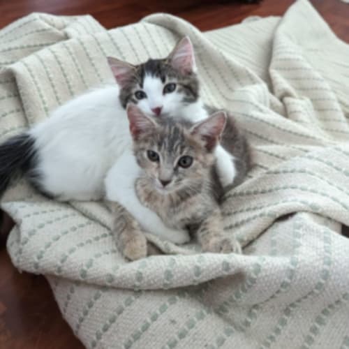 Sparkle & Glitter- Reduced adoption fee