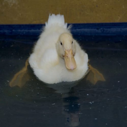 Puddles