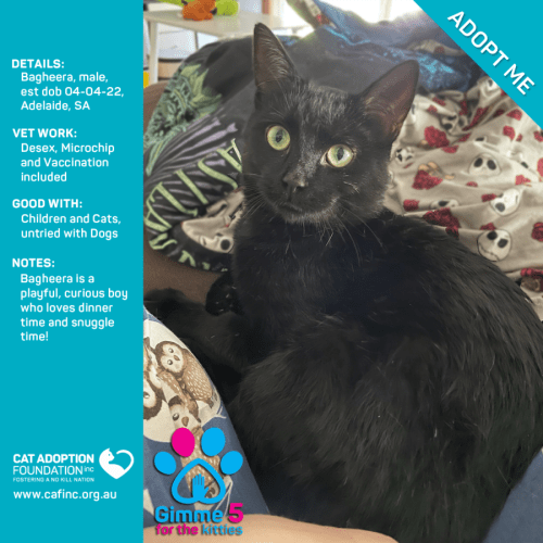 Bagheera Just $39 Limited Time!