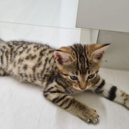 Felix