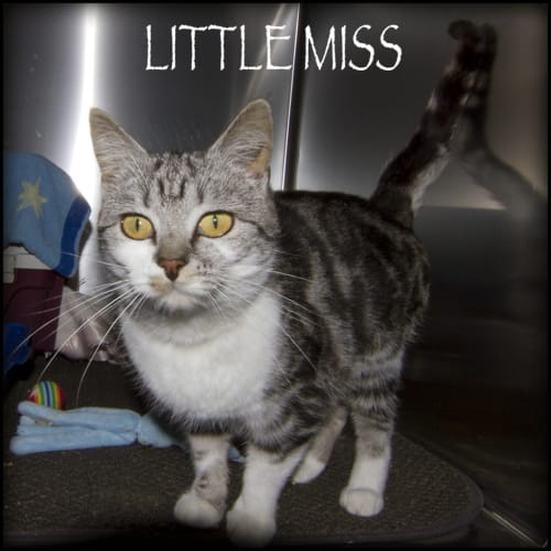 Little Miss Now Keisha